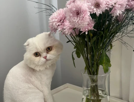 Scottish Fold Oğluma Eş Arıyorum - 118974810
