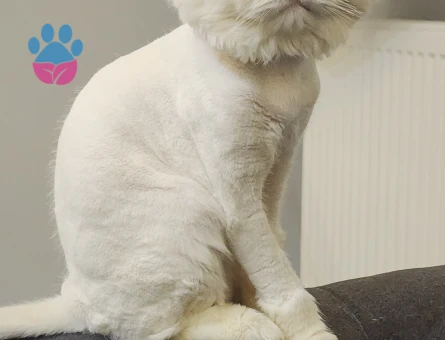 Scottish Fold Oğluma Eş Arıyorum