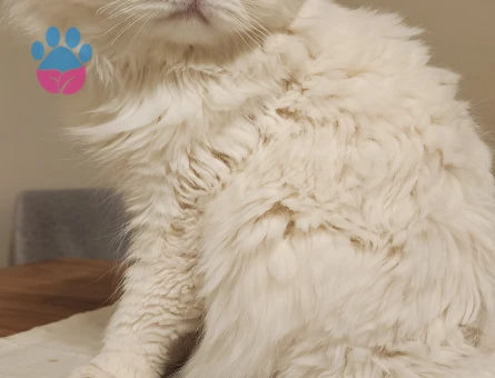 Scottish Fold Oğluma Eş Arıyorum