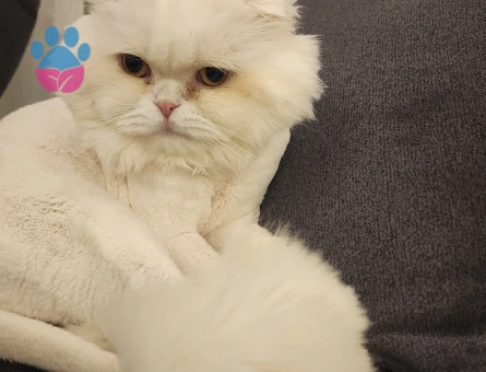 Scottish Fold Oğluma Eş Arıyorum