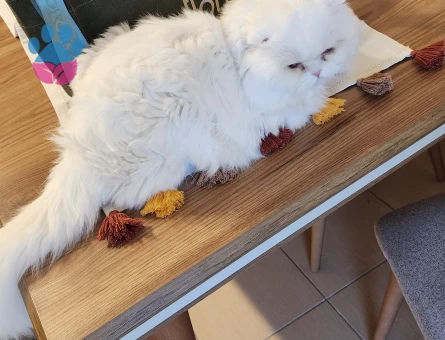 Scottish Fold Oğluma Eş Arıyorum