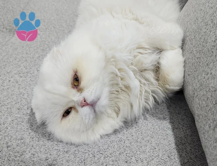 Scottish Fold Oğluma Eş Arıyorum