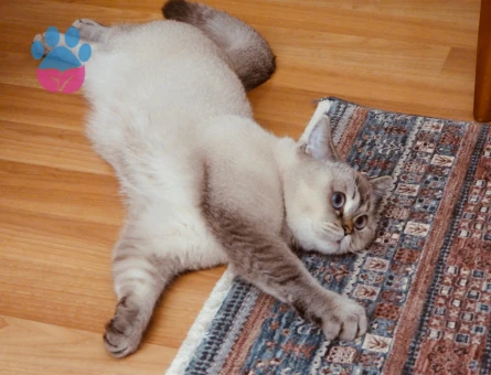 British Shorthair oğlumuza eş arıyoruz
