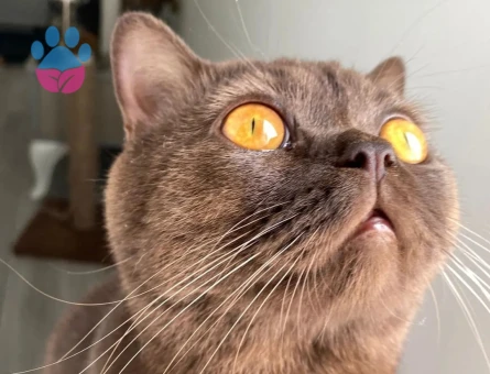 British Shorthair 1 Yaşında Eş Arıyor