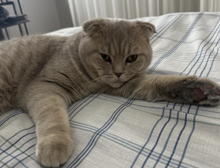 Scottish Fold Kızgınlıkta Eş Arıyor - 118974816