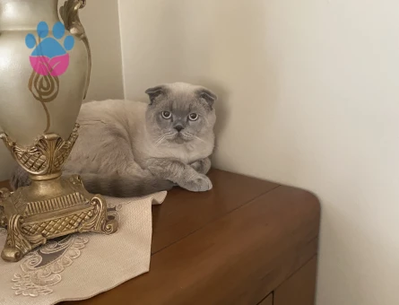 Scottish Fold 2 Yaşında Eş Arıyor