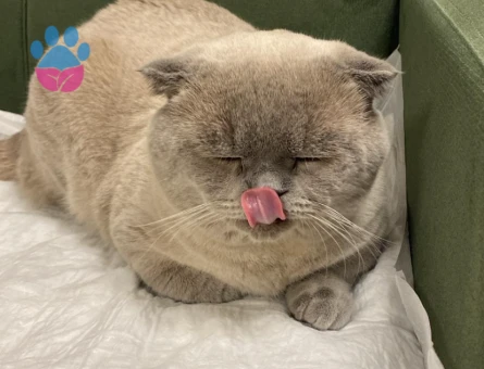 Scottish Fold 2 Yaşında Eş Arıyor