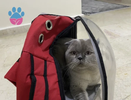 Scottish Fold 2 Yaşında Eş Arıyor