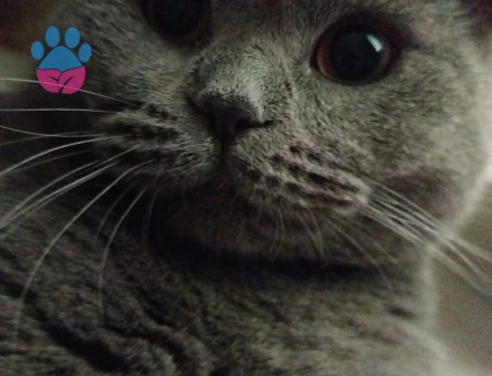 British Shorthair 1 Yaşında Eş Arıyor