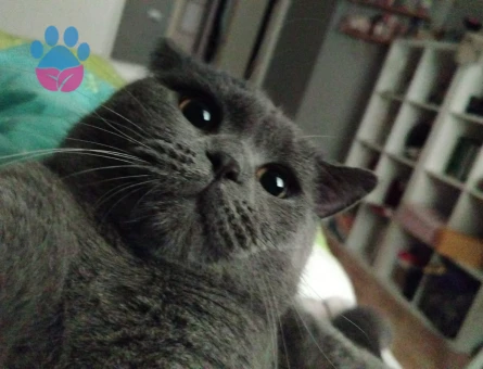 British Shorthair 1 Yaşında Eş Arıyor
