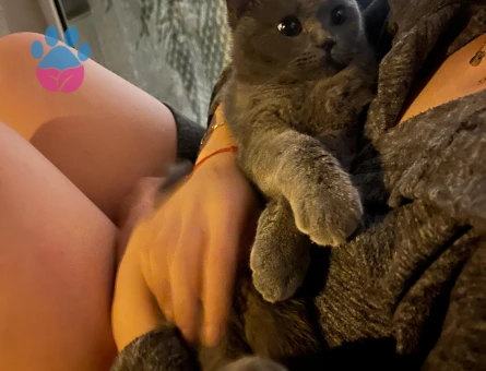 British Shorthair 1 Yaşında Eş Arıyor