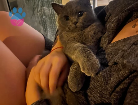 British Shorthair 1 Yaşında Eş Arıyor