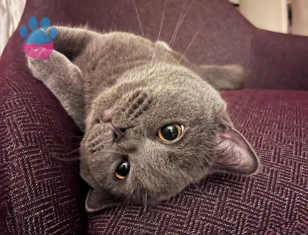 British Shorthair 1 Yaşında Eş Arıyor