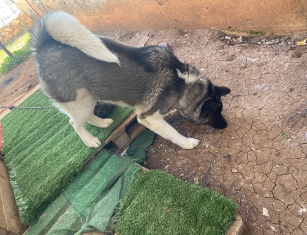 Amerikan Akita 10 Aylık Eş Arıyor - 118974822