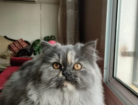 dişi chincilla kedimize eş arıyorum - 118974828