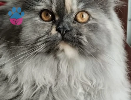 dişi chincilla kedimize eş arıyorum