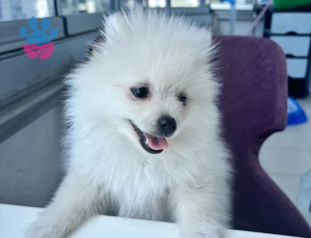 Pomeranian kızıma eş arıyorum