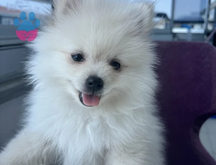 Pomeranian kızıma eş arıyorum