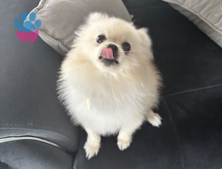 Pomeranian kızıma eş arıyorum