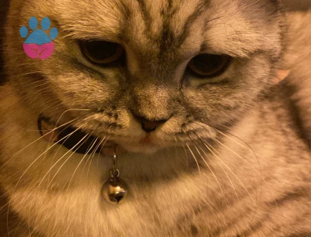 British Longhair 1 Yaşında Eş Arıyor