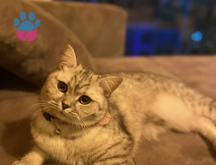 British Longhair 1 Yaşında Eş Arıyor