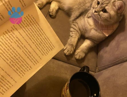 British Longhair 1 Yaşında Eş Arıyor