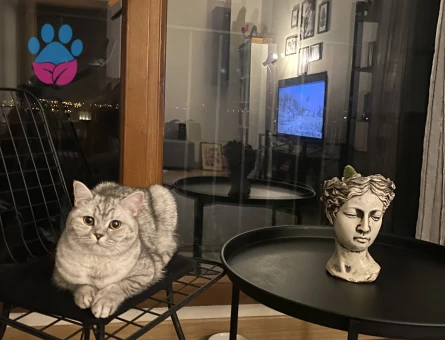 British Longhair 1 Yaşında Eş Arıyor