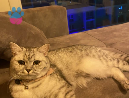 British Longhair 1 Yaşında Eş Arıyor