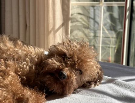 5 yaşında kore poodle eş arıyor - 118974835