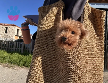 5 yaşında kore poodle eş arıyor