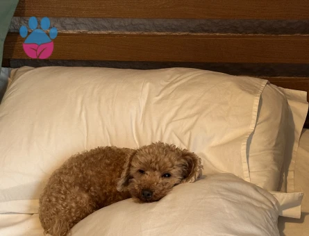 5 yaşında kore poodle eş arıyor