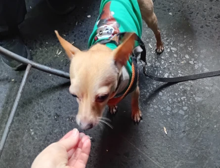 Chihuahua 3 Yaşında Eş Arıyor - 118974836