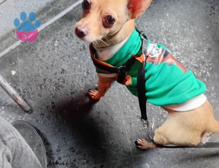 Chihuahua 3 Yaşında Eş Arıyor