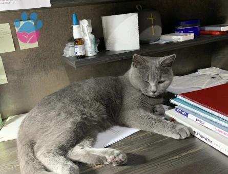 British Shorthair Dişi Kedime Eş Arıyorum