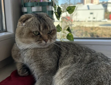 Scottish Fold Erkek Kedim Eş Arıyor 1 Yaşında - 118974839