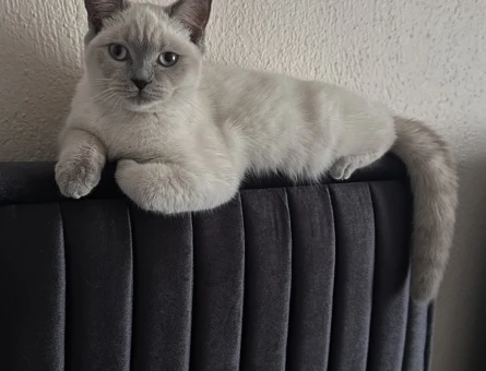 British Shorthair Kedim Eş Arıyor - 118974840