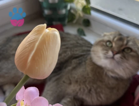 Scottish Fold Erkek Kedim Eş Arıyor 1 Yaşında