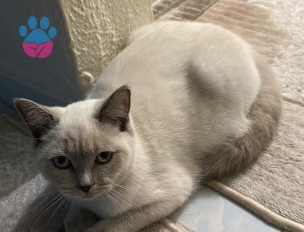 British Shorthair Kedim Eş Arıyor