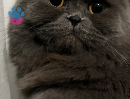 Scottish Longhair 1,5 Yaşında Bal Eş Arıyor