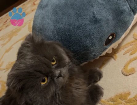 Scottish Longhair 1,5 Yaşında Bal Eş Arıyor
