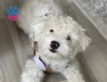 Maltese Terrier Oğluma Gelin Arıyorum