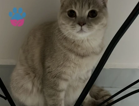 British Shorthair 1 Yaşında Kızım Eş Arıyor