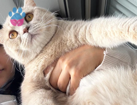 British Shorthair 1 Yaşında Kızım Eş Arıyor