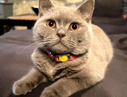 British Shorthair 10 Aylık Kedim Eş Arıyor - 118974849