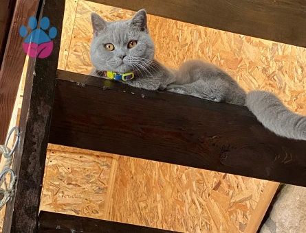 British Shorthair 10 Aylık Kedim Eş Arıyor