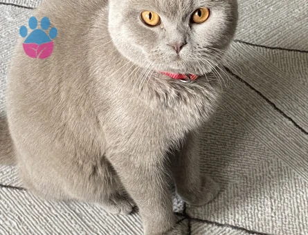 British Shorthair 10 Aylık Kedim Eş Arıyor