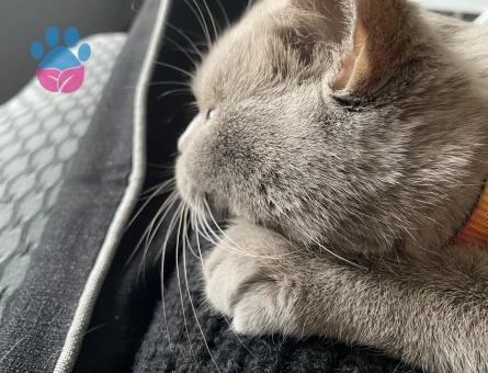 British Shorthair 10 Aylık Kedim Eş Arıyor
