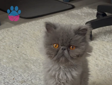 İran Kedisi 4 Yaşında Erkek Kızgınlıkta