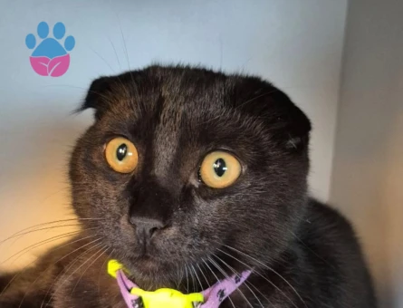Scottish Fold kırması 1  yaşında