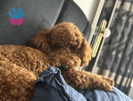 Oğlumuz Buddy için eş arıyoruz